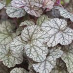 heuchera picture