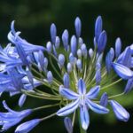 agapanthus picture