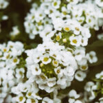 alyssum picture