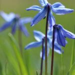 amsonia flowers