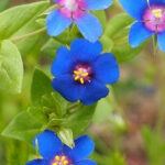 anagallis flower