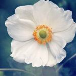 anemone flower