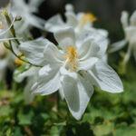 white aquilegia