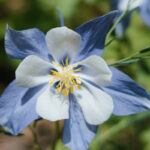 aquilegia picture