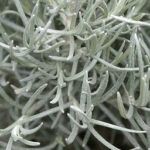 artemisia shrub