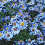 aster flowers