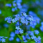 brunnera picture