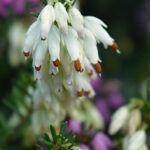 calluna flower