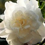 camellia flower