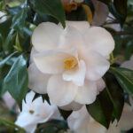 camellia flower