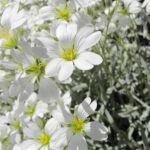 cerastium