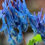 corydalis flower