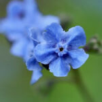 forget-me-nots annual