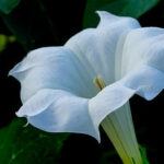 datura flower