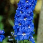 delphinium flower