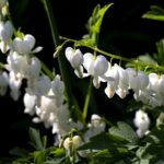 dicentra flower