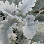 dusty miller plant