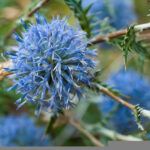 echinops flower