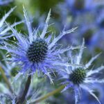 eryngium flower