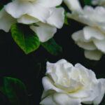 gardenia flowers