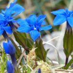 gentiana flower