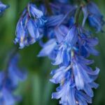 english bluebells