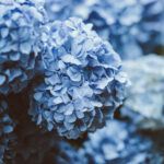 hydrangea flowers