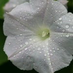 morning glory flower