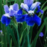 iris flower