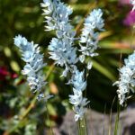 lachenalia flower