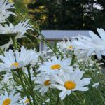 shasta daisy