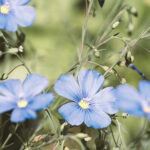 linum flower