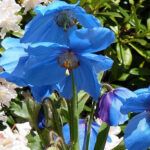 blue Himalayan poppy