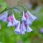 virginia blue bells picture