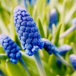 muscari picture