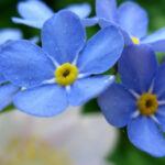 forget me nots