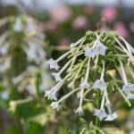 nicotiana flower