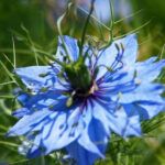 nigella picture