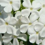 phlox flower