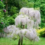 prunus dwarf white