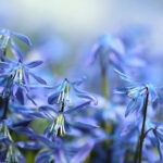 scilla picture