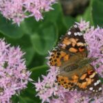 sedum flower