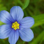 blue eyed grass