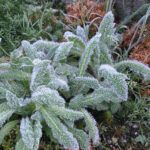 stachys plant