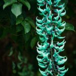 jade green vine