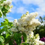 white lilac