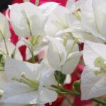 geranium flower