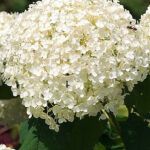 hydrangea flower