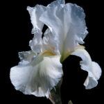 iris flower