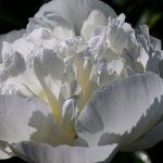 peony